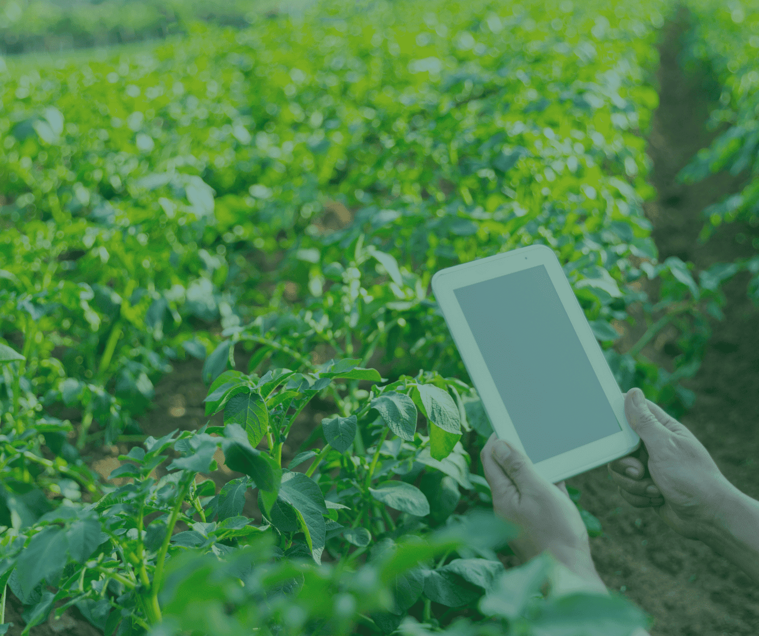 Digital Transformation